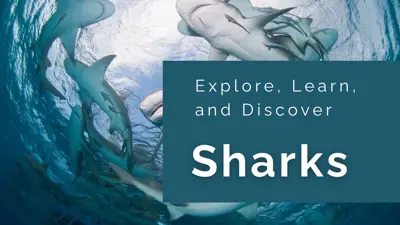 Explore, learn and discover. Sharks. 