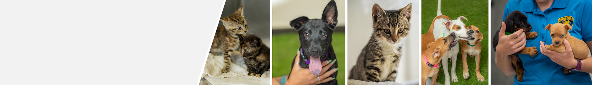 Animal Care Services photo 1 in Corpus Christi